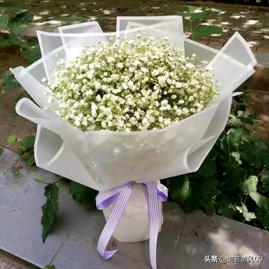 满天星花语是什么语录，满天星花语是什么？