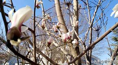 玉兰花意味着什么，玉兰花意味着什么？