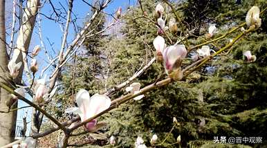 玉兰花意味着什么，玉兰花意味着什么？
