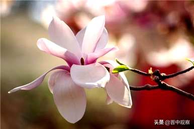 玉兰花意味着什么，玉兰花意味着什么？