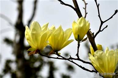 玉兰花意味着什么，玉兰花意味着什么？