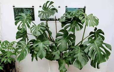 甲醛对哪种室内植物影响最大，最能吸收甲醛的室内植物是什么？
