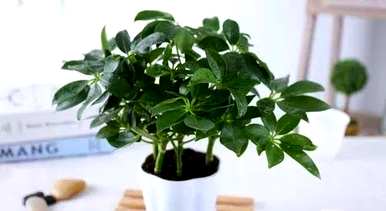 甲醛对哪种室内植物影响最大，最能吸收甲醛的室内植物是什么？