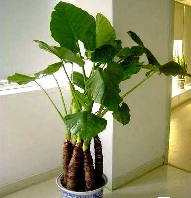 甲醛对哪种室内植物影响最大，最能吸收甲醛的室内植物是什么？