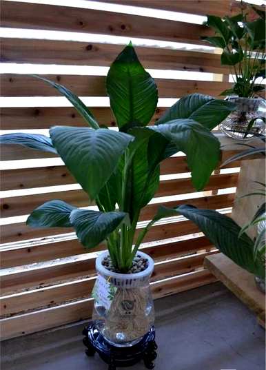 甲醛对哪种室内植物影响最大，最能吸收甲醛的室内植物是什么？