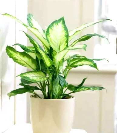 甲醛对哪种室内植物影响最大，最能吸收甲醛的室内植物是什么？