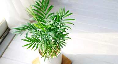 甲醛对哪种室内植物影响最大，最能吸收甲醛的室内植物是什么？