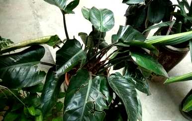 甲醛对哪种室内植物影响最大，最能吸收甲醛的室内植物是什么？