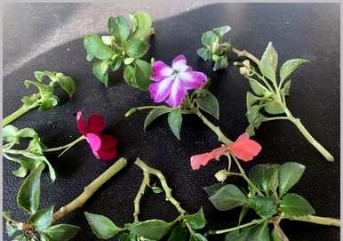凤仙花修剪方法图，凤仙花修剪方法图