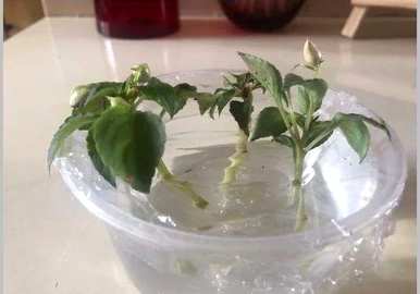 凤仙花修剪方法图，凤仙花修剪方法图