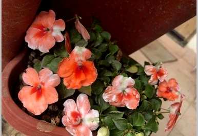 凤仙花修剪方法图，凤仙花修剪方法图