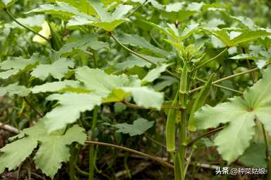 秋葵种植技术如何施肥，秋葵什么时候种植施肥？