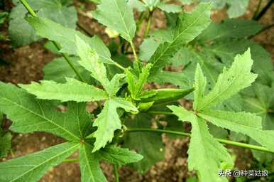 秋葵种植技术如何施肥，秋葵什么时候种植施肥？