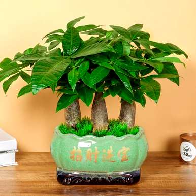 夏天，富贵树的叶子变黄脱落，富贵树的叶子变黄如何补救？