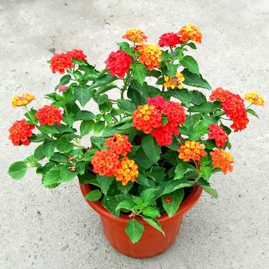 万万不能养的三种花草，万万不能养的花是什么？