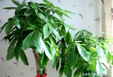 如何修剪发财树视频教程