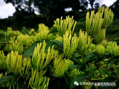绥阳县小关乡金银花栽培技术、金银花栽培技术及管理