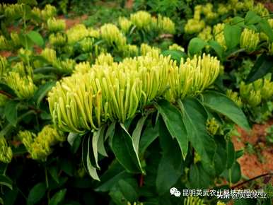 绥阳县小关乡金银花栽培技术、金银花栽培技术及管理