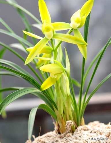 什么是代表冬天的花，什么是冬天开的花？