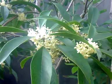 桂花品种有多少种，桂花品种有多少种