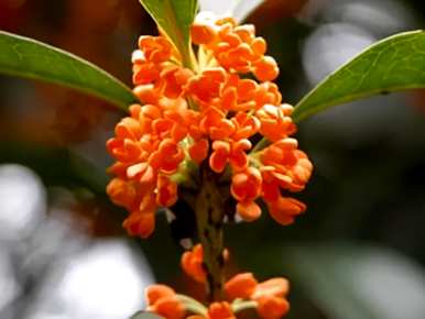桂花品种有多少种，桂花品种有多少种