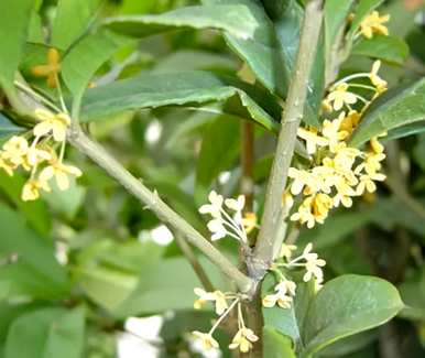 桂花品种有多少种，桂花品种有多少种
