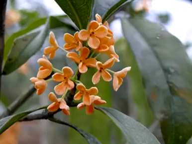 桂花品种有多少种，桂花品种有多少种