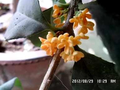桂花品种有多少种，桂花品种有多少种