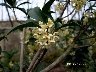 桂花品种有多少种，桂花品种有多少种
