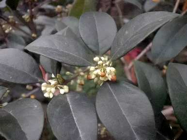 桂花品种有多少种，桂花品种有多少种