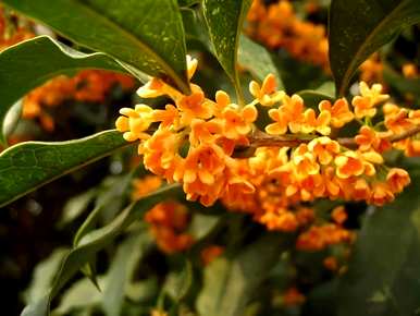 桂花品种有多少种，桂花品种有多少种