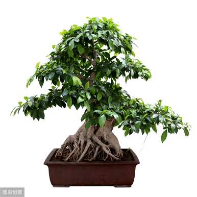 榕树盆景怎么养温度？榕树盆景怎么养？