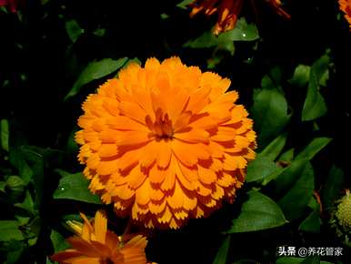 菊花通常在几个月内开花