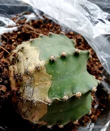 玉翁仙人球浇水法，仙人球夏天要浇水吗？