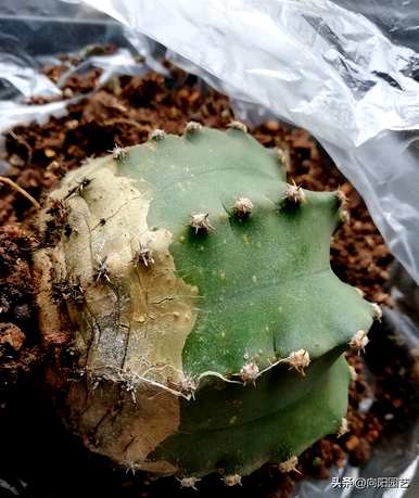 玉翁仙人球浇水法，仙人球夏天要浇水吗？