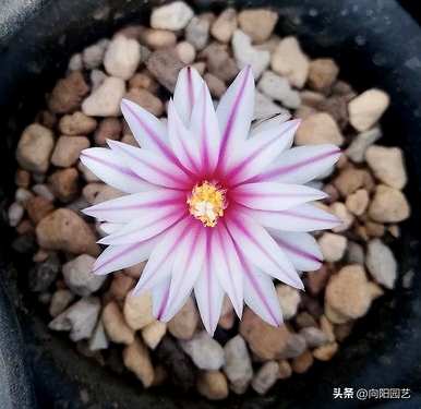 玉翁仙人球浇水法，仙人球夏天要浇水吗？
