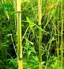 盆栽金镶玉竹容易养吗？如何养金镶玉竹盆景？