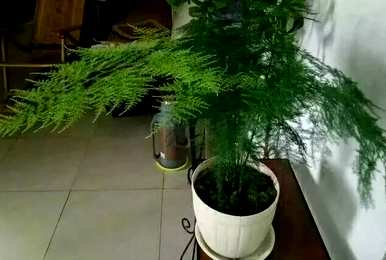 如何修剪文竹，修剪文竹花剑