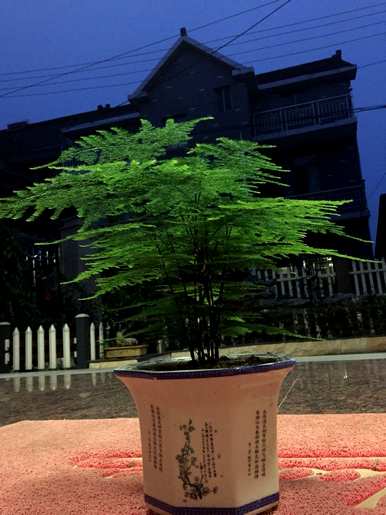 如何修剪文竹，修剪文竹花剑