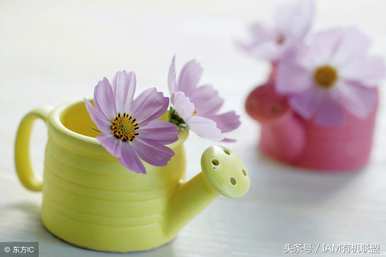 什么是波斯菊花语，什么是波斯菊花语？