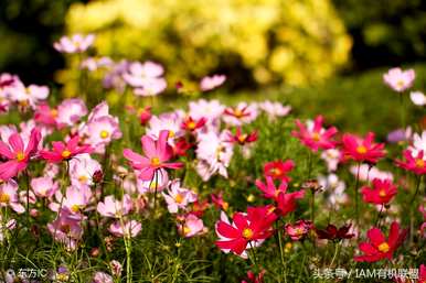 什么是波斯菊花语，什么是波斯菊花语？