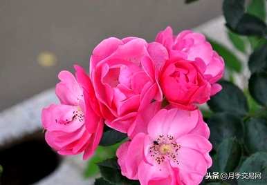 藤本玫瑰哪个品种容易饲养？推荐香味藤本玫瑰品种