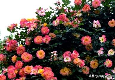 藤本玫瑰哪个品种容易饲养？推荐香味藤本玫瑰品种