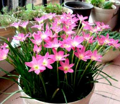 韭菜花球怎么买，韭菜球怎么种