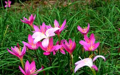 韭菜花球怎么买，韭菜球怎么种