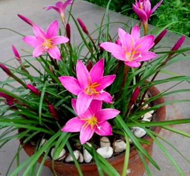韭菜花球怎么买，韭菜球怎么种