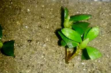 如何培育杜鹃花，如何培育杜鹃花