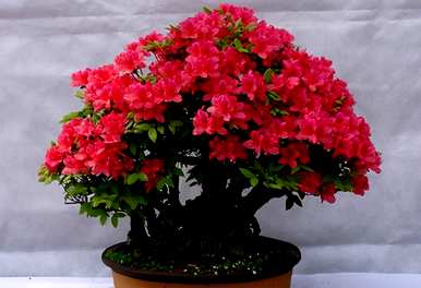 如何培育杜鹃花，如何培育杜鹃花