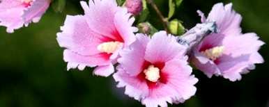 芙蓉如何繁殖后代，芙蓉如何繁殖