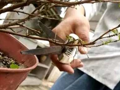 芙蓉如何繁殖后代，芙蓉如何繁殖